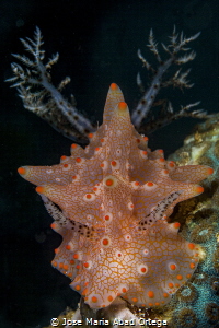 Halgerda stricklandi nudibranch by Jose Maria Abad Ortega 